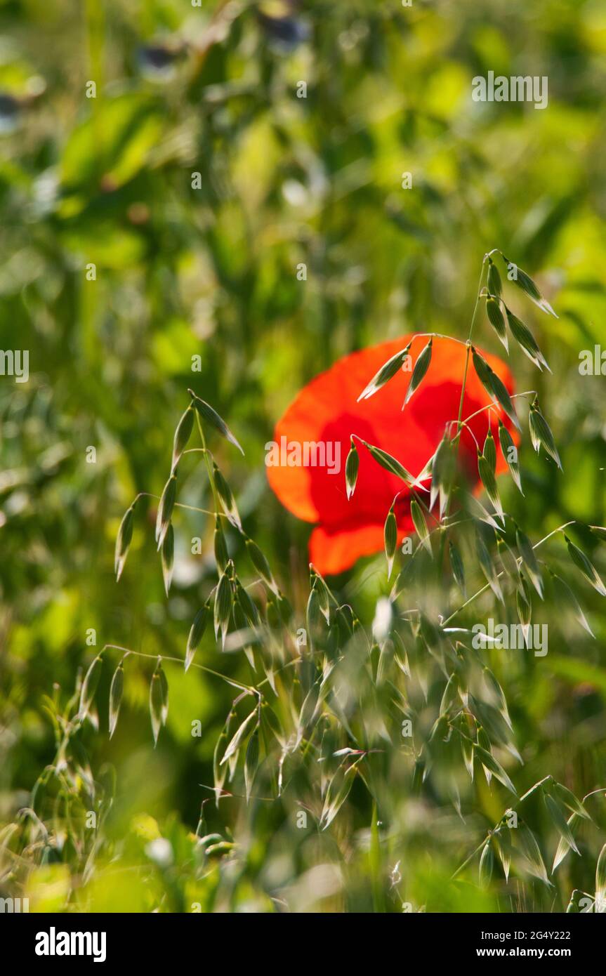 Poppy in field between Degagnac and Salviac, Lot Department, France Stock Photo