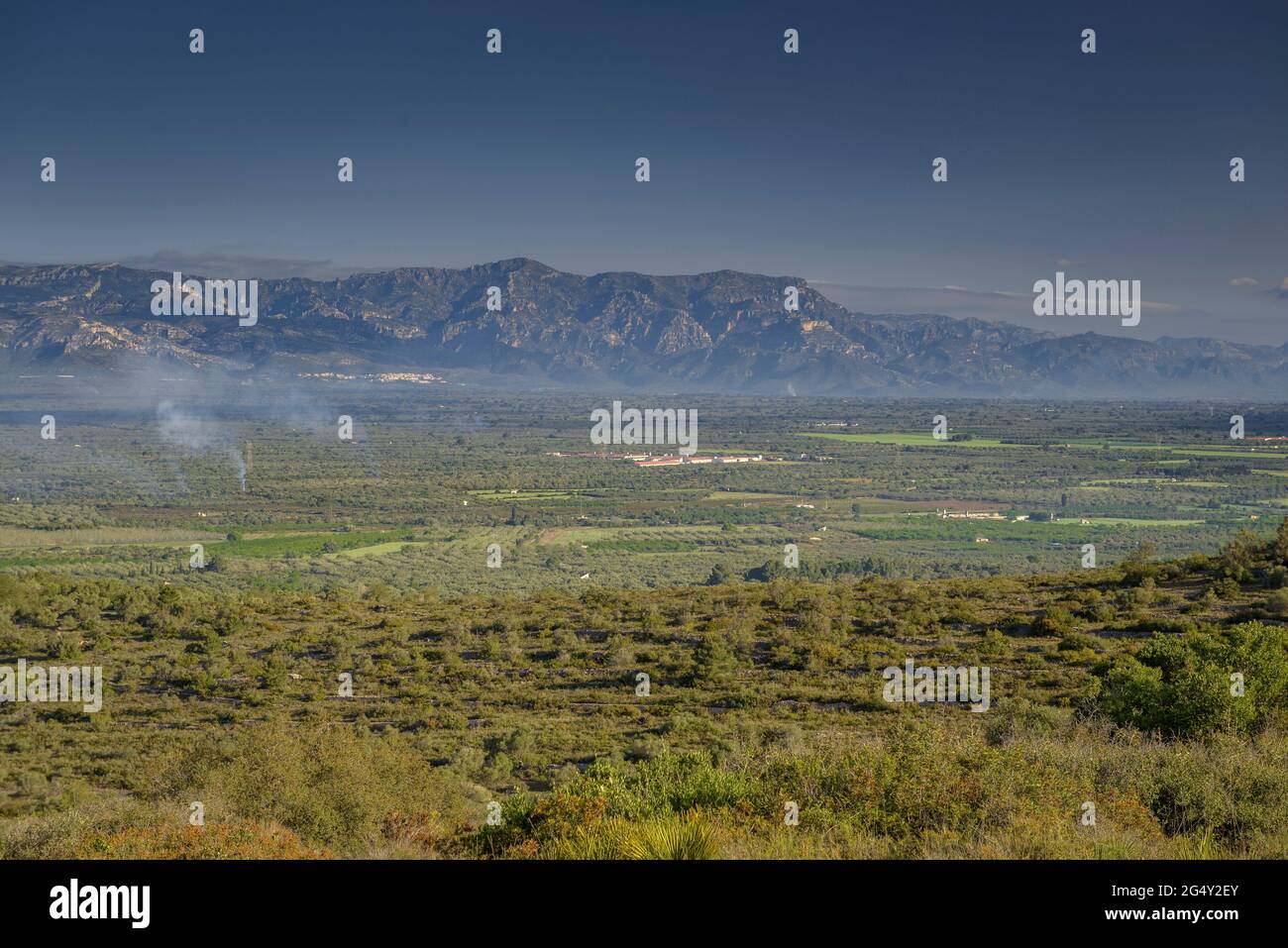 Pla de la Galera plain, which is an immense sea of olive trees and, in the background, the Ports - Puertos massif (Tarragona, Catalonia, Spain) Stock Photo