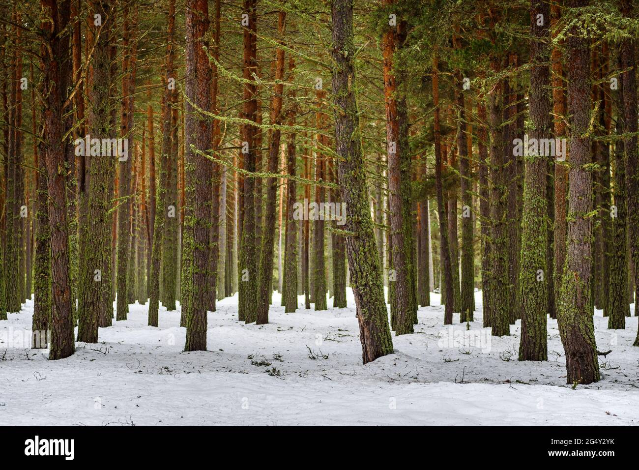 Scots pine forest snow-covered near Les Angles village in winter (Les Angles, Capcir, Pyrénées Orientales, Occitanie, France) Stock Photo