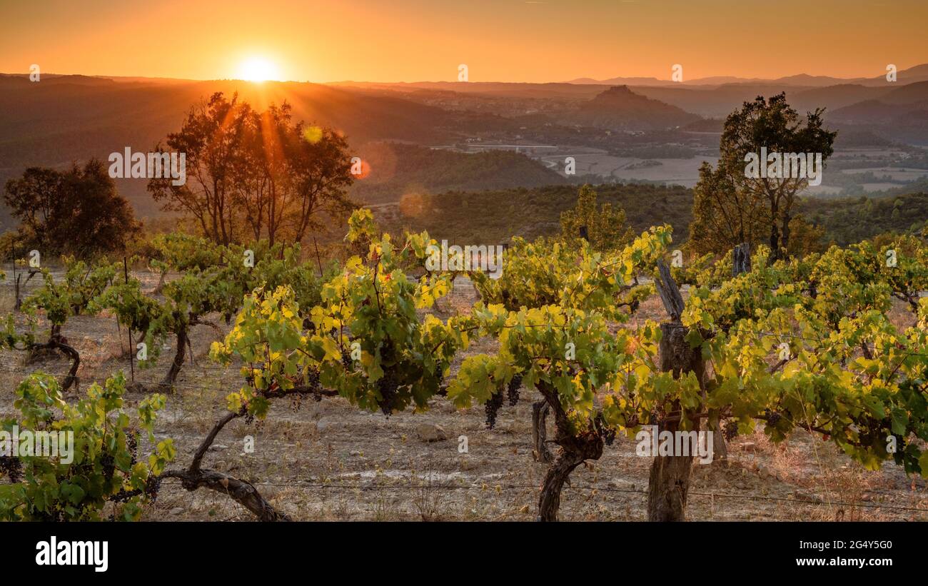 Sunset in the vineyards of the Piteus wine estate, with the Cardona castle in the background (DO Pla de Bages, Barcelona, Catalonia, Spain) Stock Photo