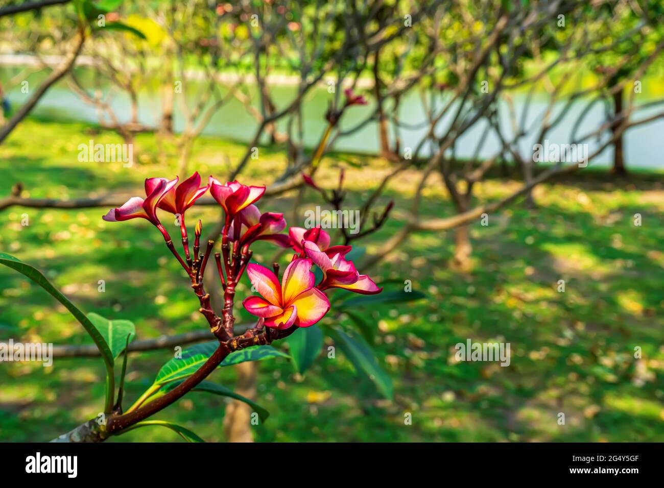 Plumeria flowers are so beautiful that popular in Thailand Stock Photo