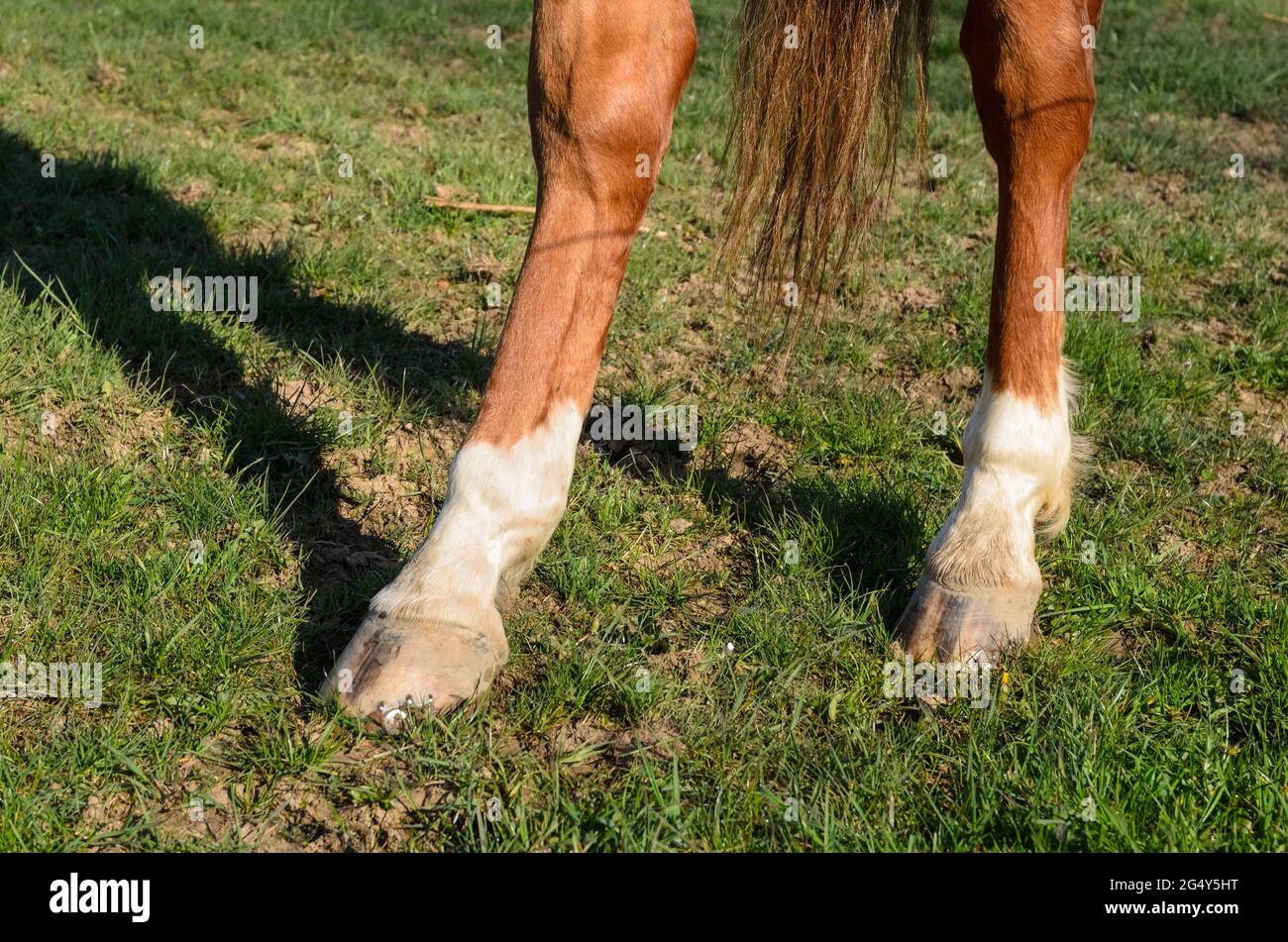 Horse Standing On Hind Legs High Resolution Stock Photography and