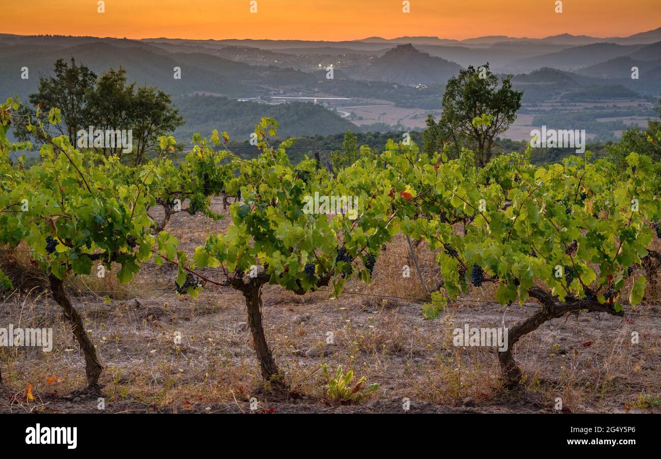 Sunset in the vineyards of the Piteus wine estate, with the Cardona castle in the background (DO Pla de Bages, Barcelona, Catalonia, Spain) Stock Photo