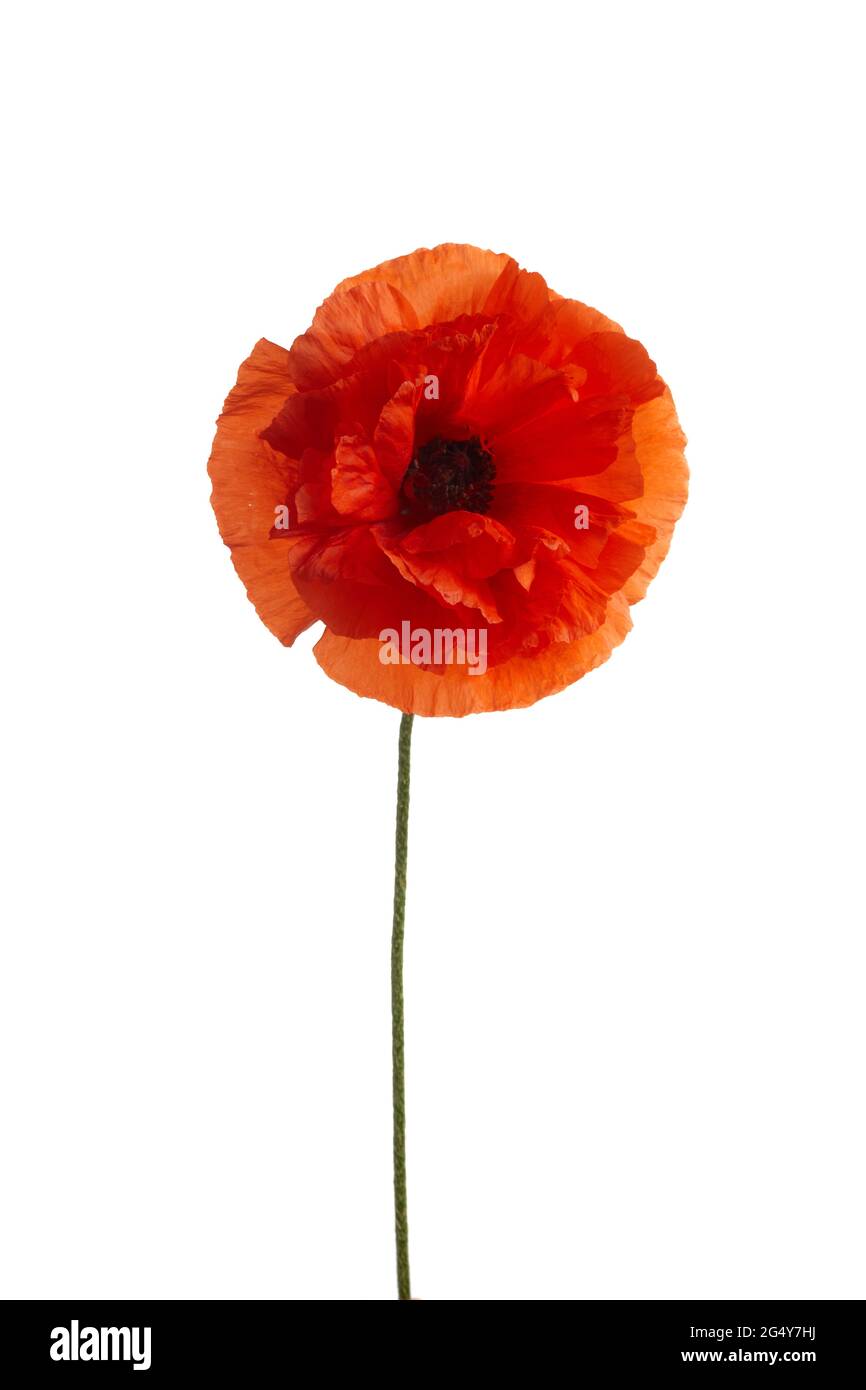 Bright red poppy flower isolated on white background Stock Photo - Alamy