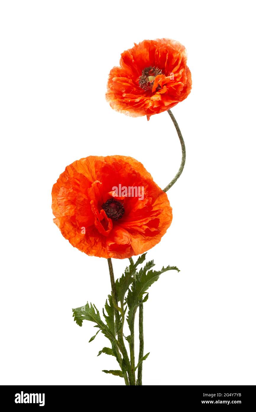 Bright red poppies flowers isolated on white background Stock Photo - Alamy