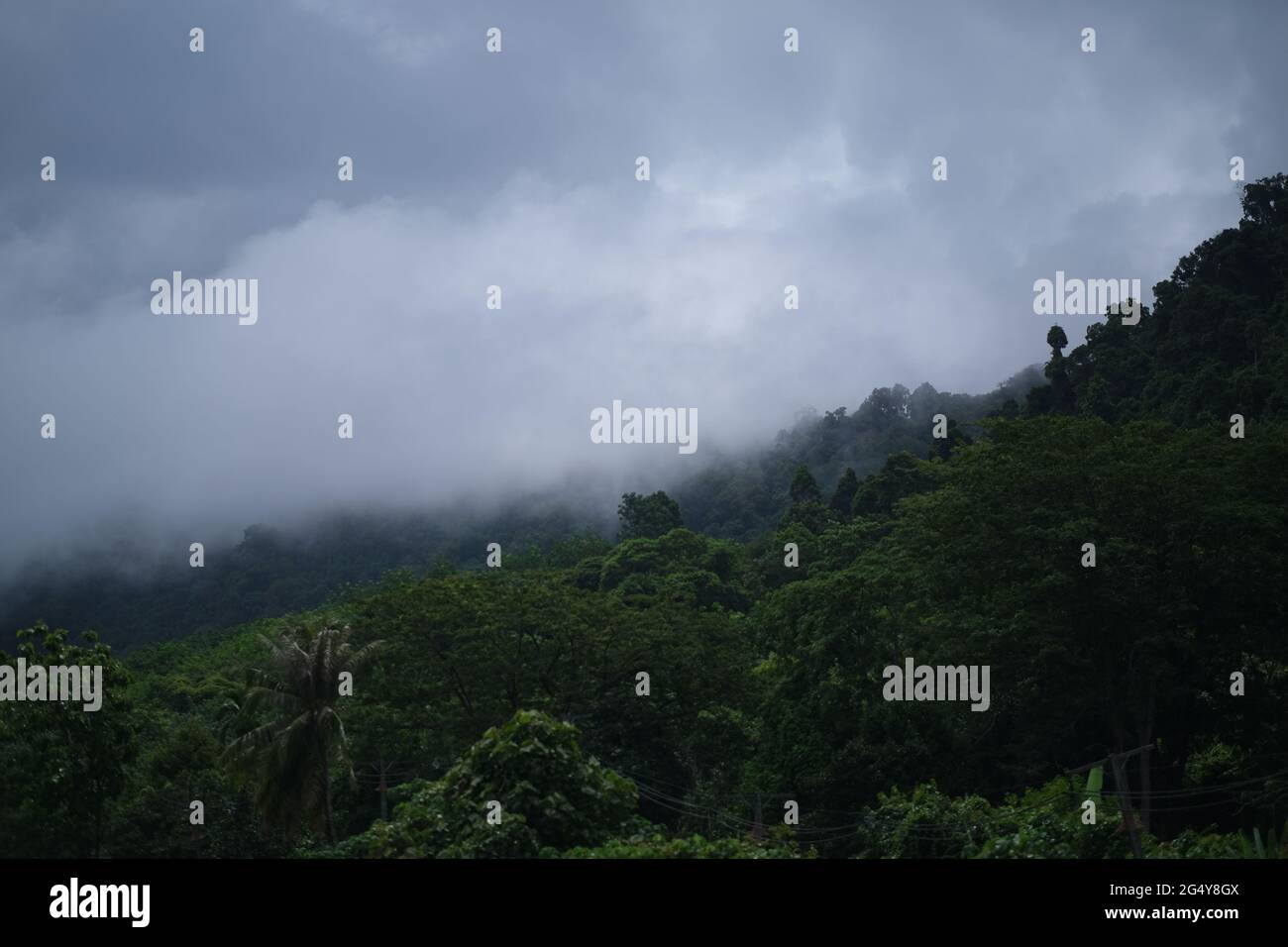 A tropical rainforest on a hill partly covered with heavy clouds after rainy night Stock Photo