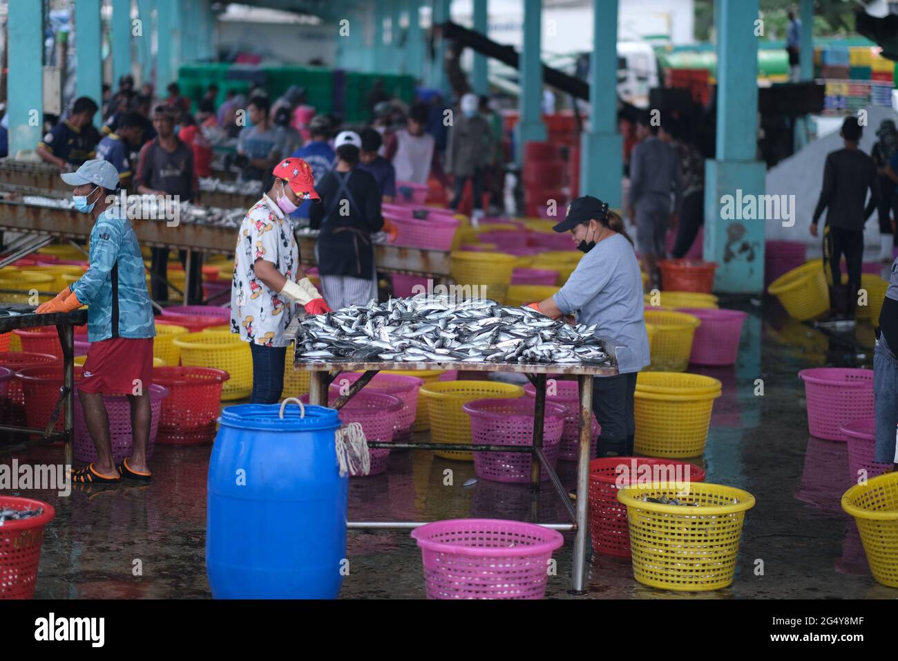 Workers at the fish plant are processing a fresh catch from Andaman sea during another COVID-lockdown in Thailand Stock Photo