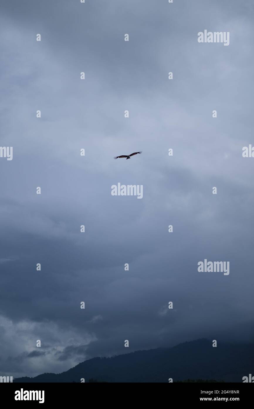 A big predator bird is flying high above clouded mountain Stock Photo