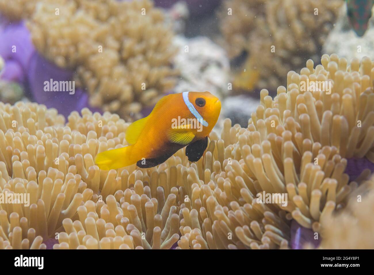 Blackfoot Anemonefish Amphiprion Nigripes In Anemone Maldives Stock Photo Alamy