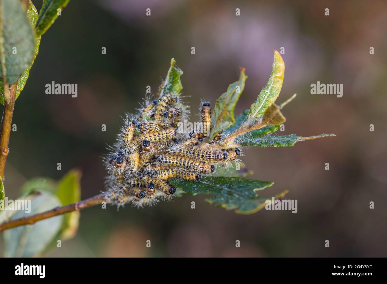 Buff Tip Moth Caterpillars; Phalera bucephala; on Willow; UK Stock Photo