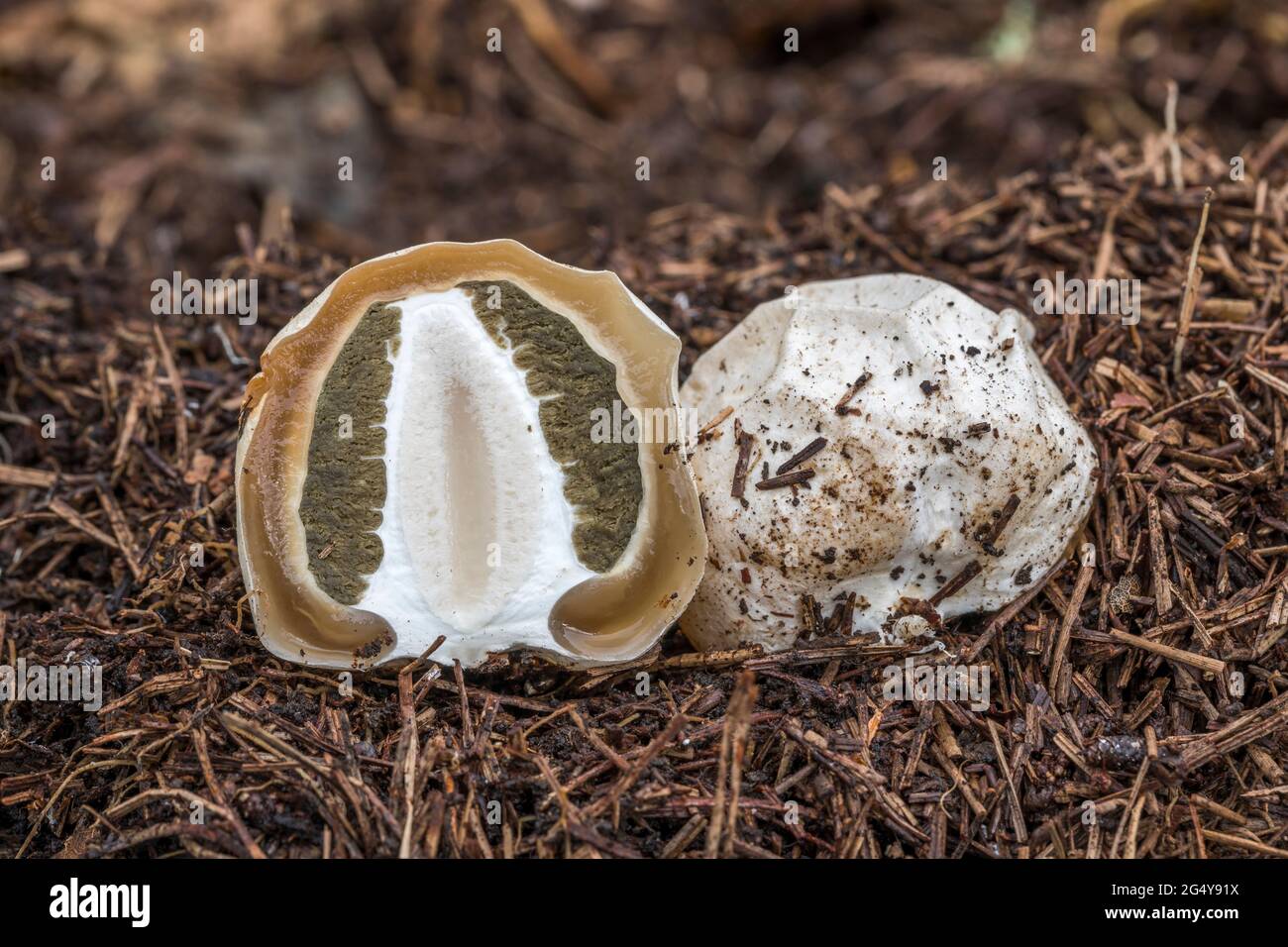 Common Stinkhorn Egg Dissection; Phallus impudicus; UK Stock Photo Alamy