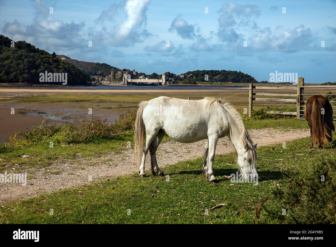 Ponies Grazing; Conwy Nature Reserve; RSPB; Wales Stock Photo