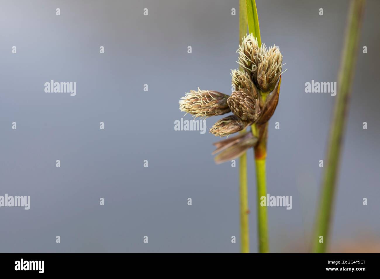 Cotton Grass; Eriophorum angustifolium; Buds; UK Stock Photo Alamy