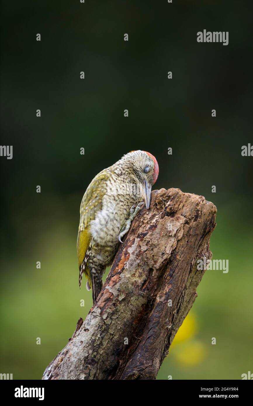 Green Woodpecker; Picus viridis; Juvenile Female; Wiping Beak; UK Stock Photo