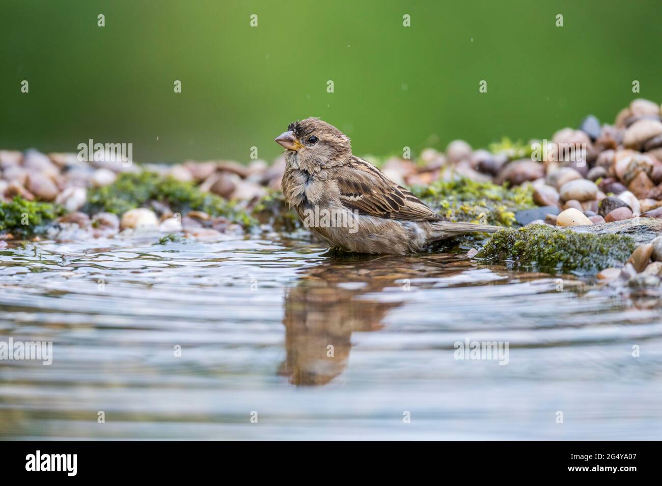 House Sparrow; Passer domesticus; Female; Bathing; UK Stock Photo - Alamy