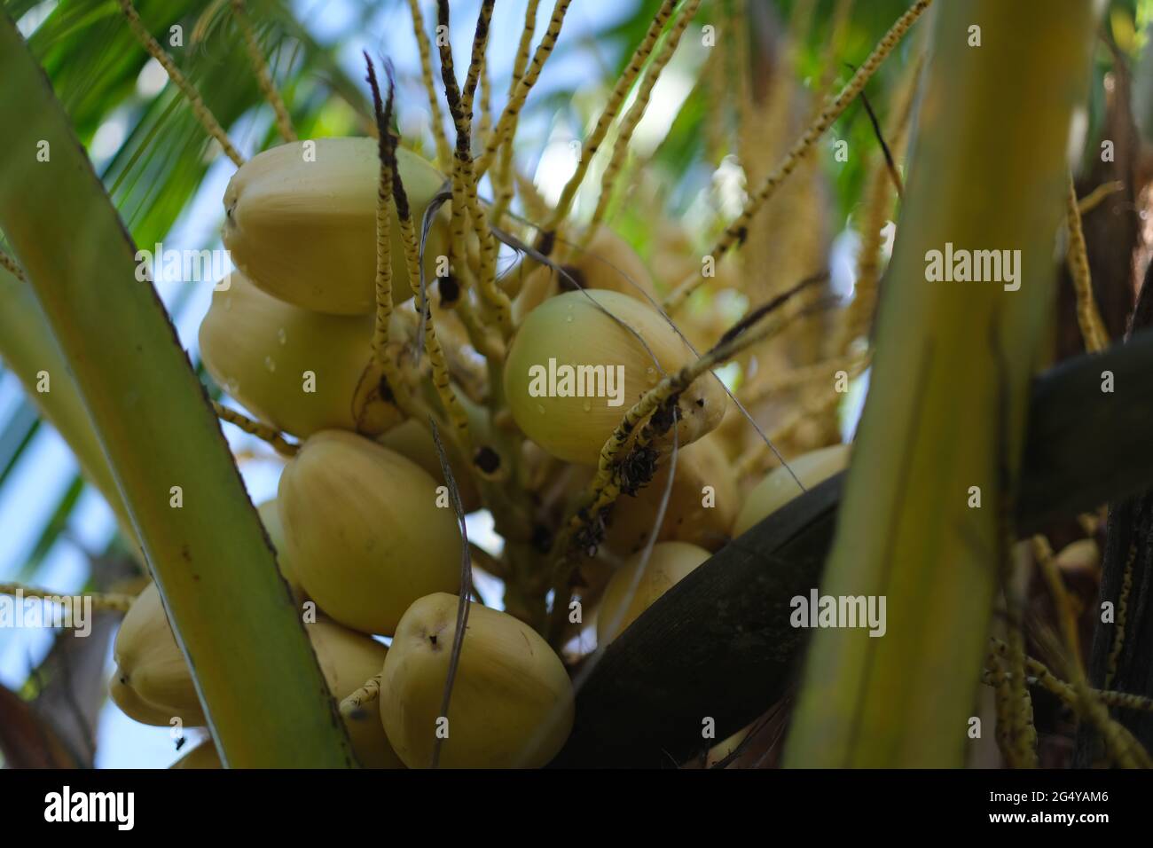 Young coconut palm tree sprout hi-res stock photography and images - Alamy