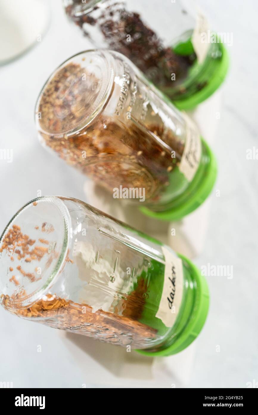 Day 2. Growing organic sprouts in a mason jar with sprouting lid on the