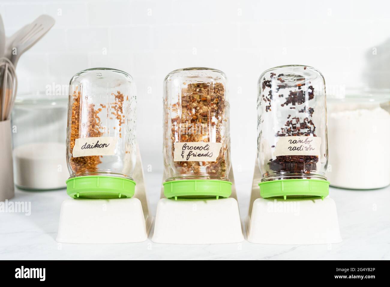 Day 2. Growing organic sprouts in a mason jar with sprouting lid on the