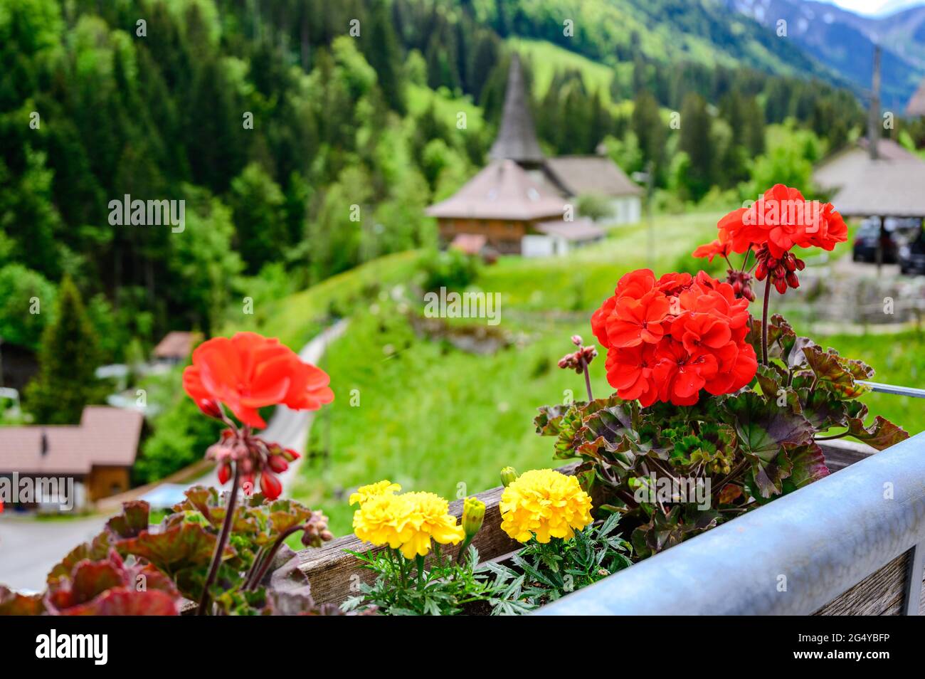 Flowers, Churc in blur background, alps mountains, green fields in Jaun. Canton Fribourg, Freiburg nearby Bulle, Bern, Thun. Good hiking tourist way. Stock Photo