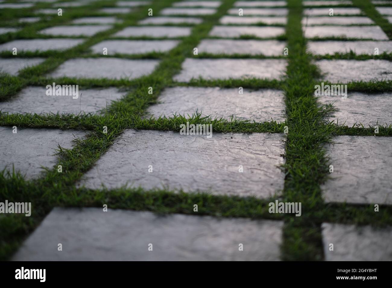 Neatly arranged concrete tiles are swamped in a fresh grass Stock Photo