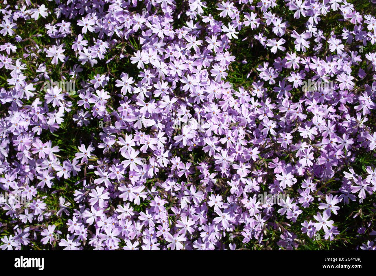 Creeping phlox background. Phlox subulata with pink striped petals around a small patch of similar but solid pink phlox. Botanical garden. Stock Photo