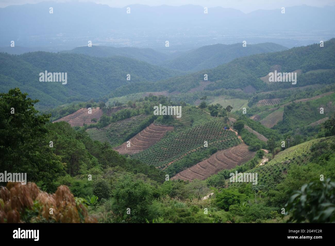 A row of terraced fields with tropical fruit trees in a Thai highland's valley Stock Photo