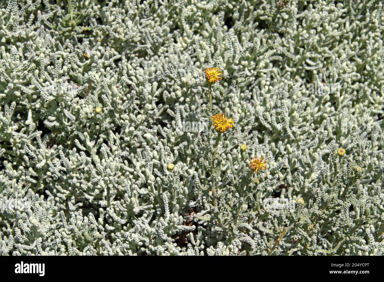 Cotton lavender - Santolina  chamaecyparissus Stock Photo
