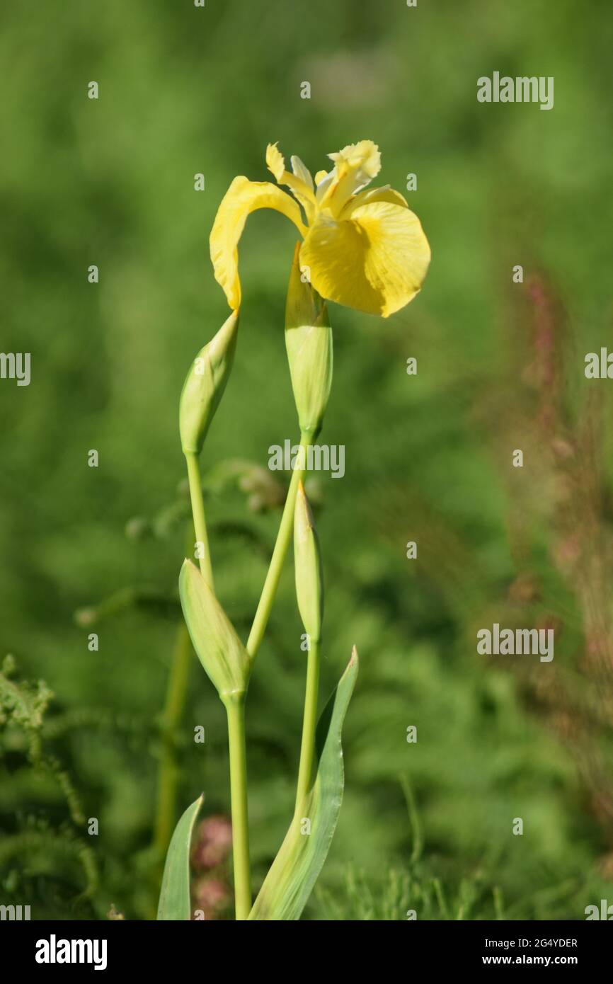 Single Yellow Iris Stock Photo
