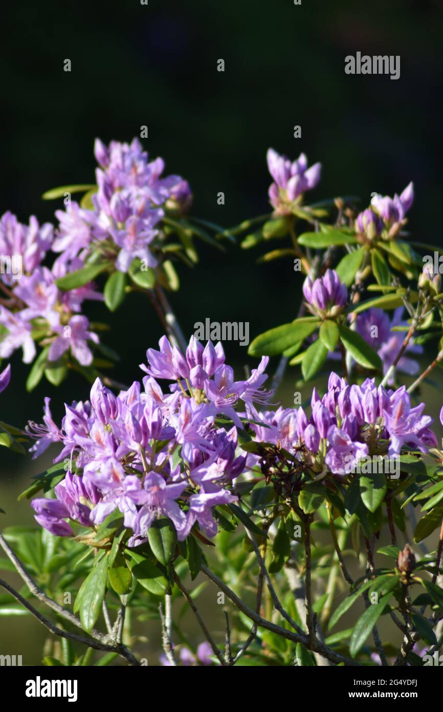 Circle of Wild Rhododendron Flowers #2 Stock Photo