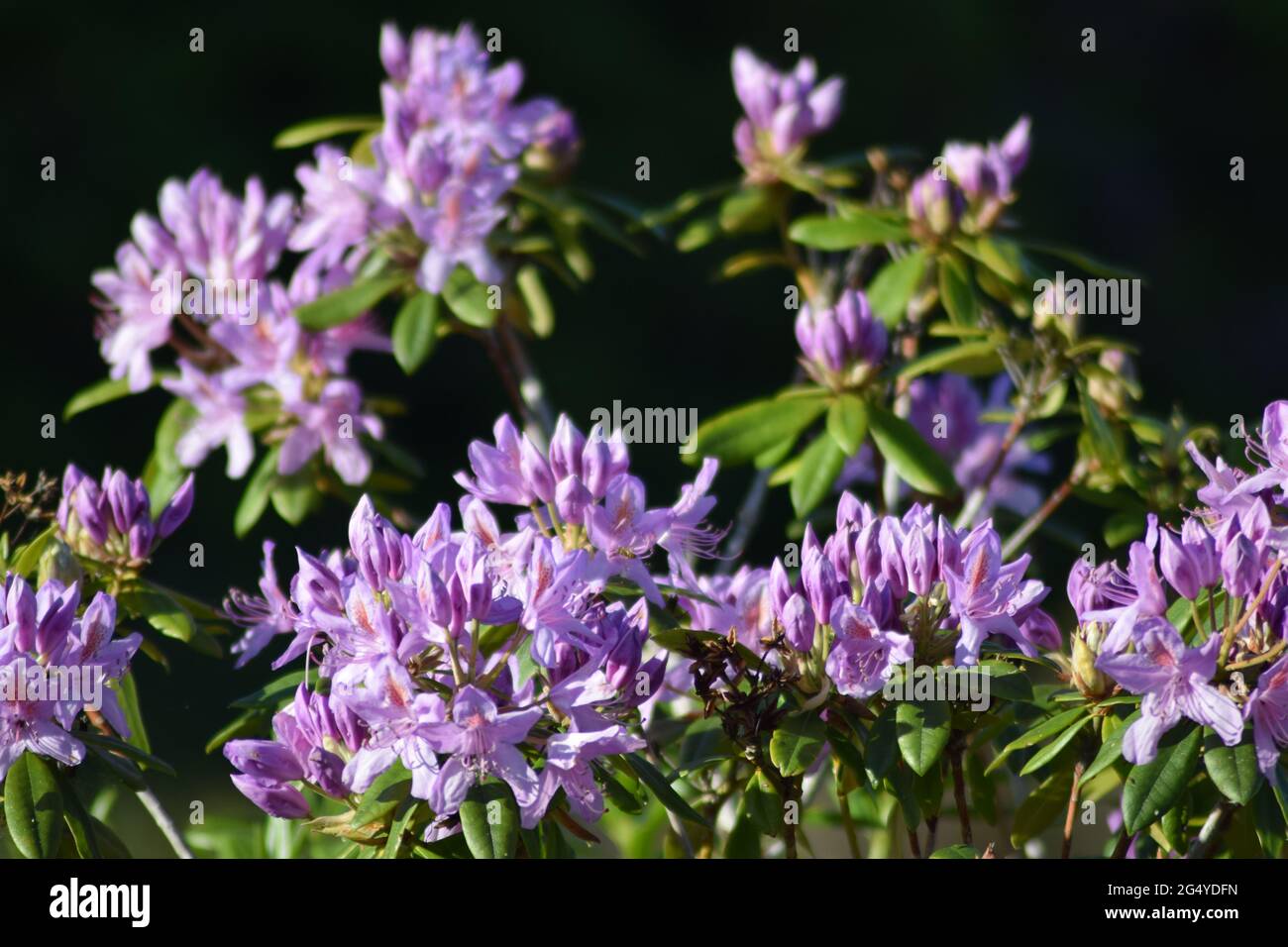 Circle of Wild Rhododendron Flowers #1 Stock Photo