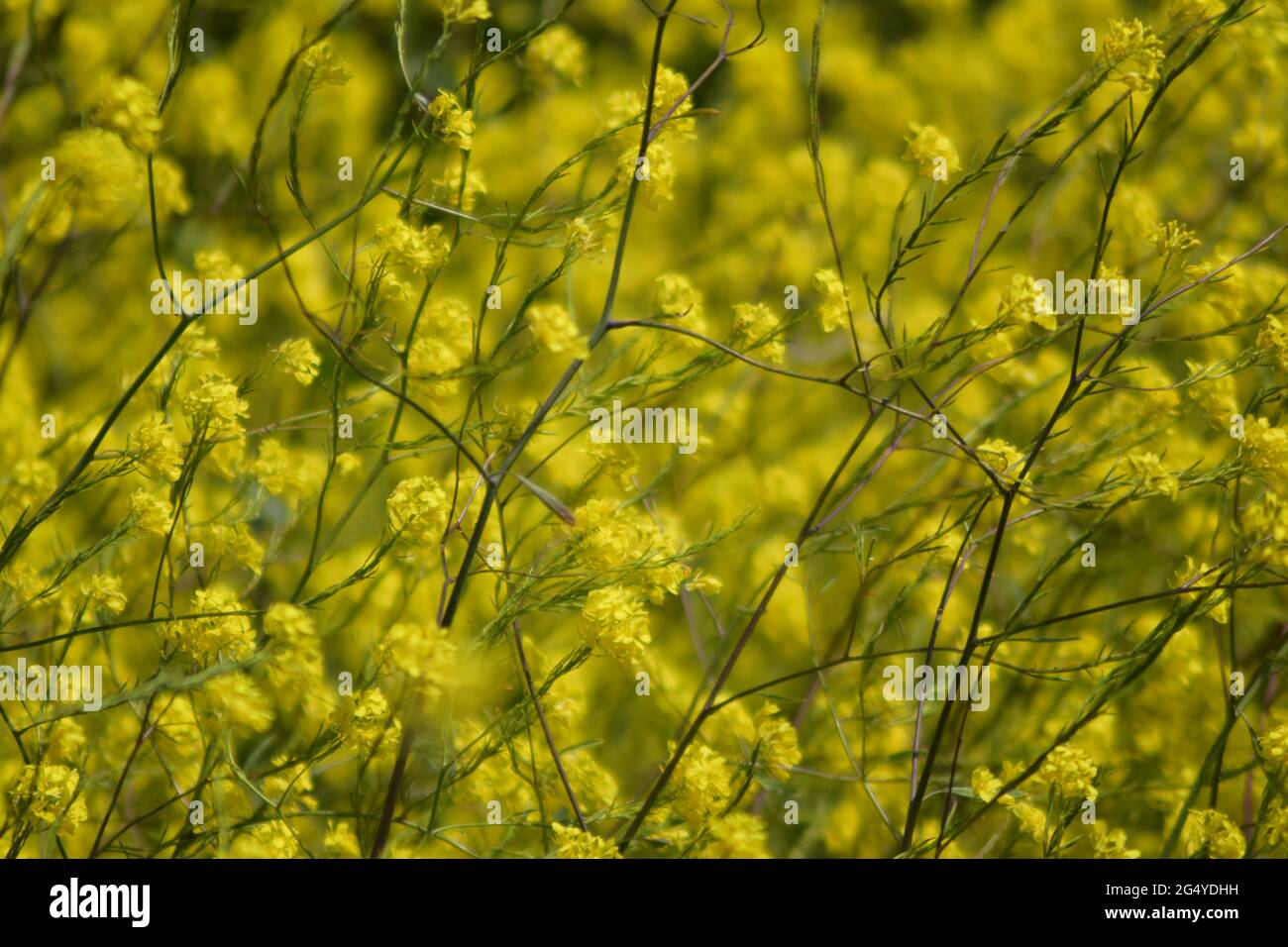 Yellow Flora Stock Photo