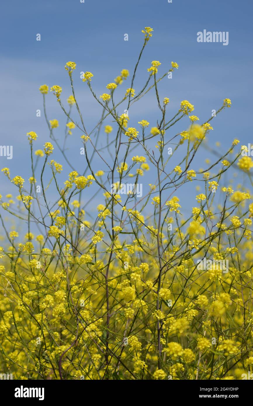 Yellow Flowers & Blue Sky Stock Photo