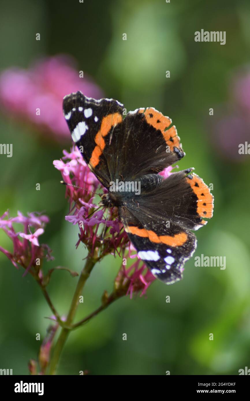 Red Admiral on Pink Flower Stock Photo
