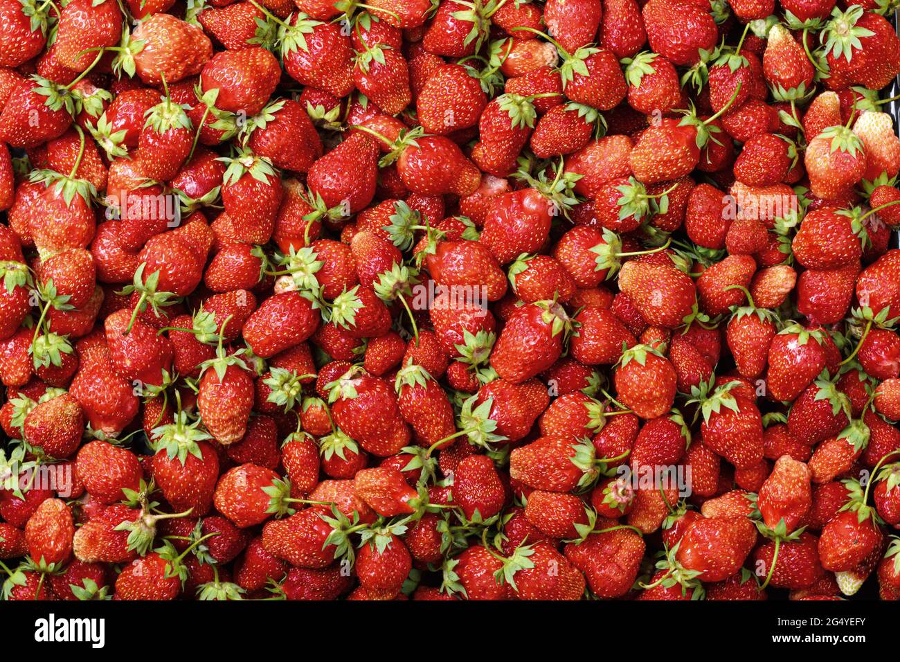Lots of red ripe fresh strawberries. Food background Stock Photo - Alamy