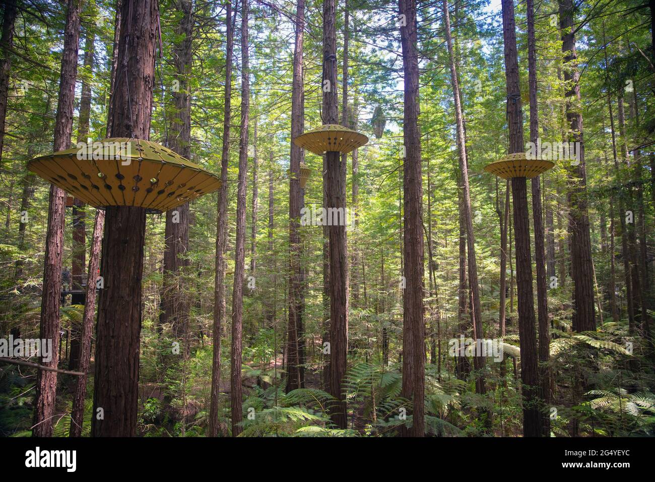 Redwood tree walk new zealand hires stock photography and images Alamy