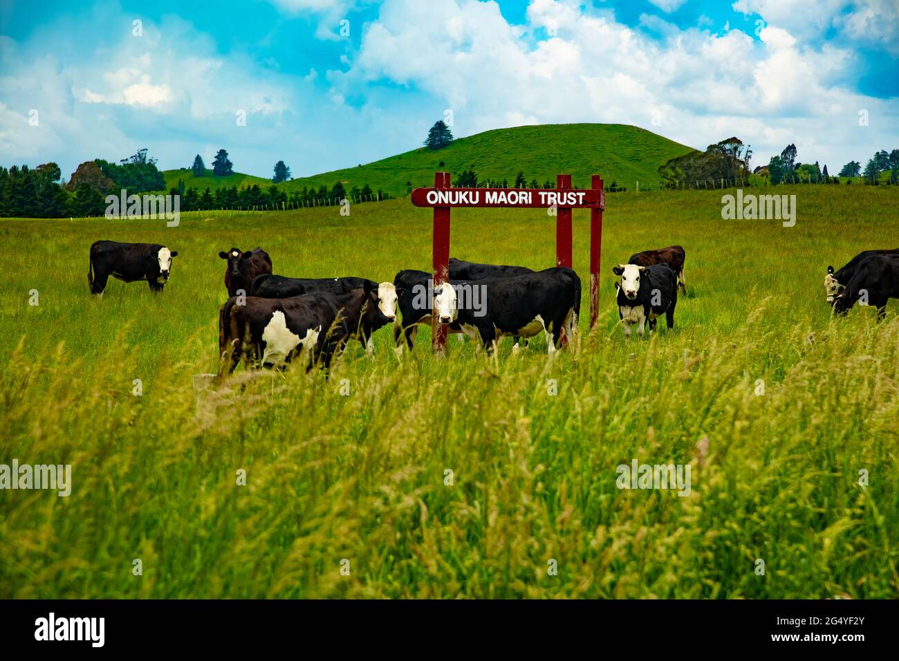 Dairy cows in a farmland of Onuku Maori Lands Trust . Taken in Aotearoa, New Zealand on Nov 29, 2011. Stock Photo
