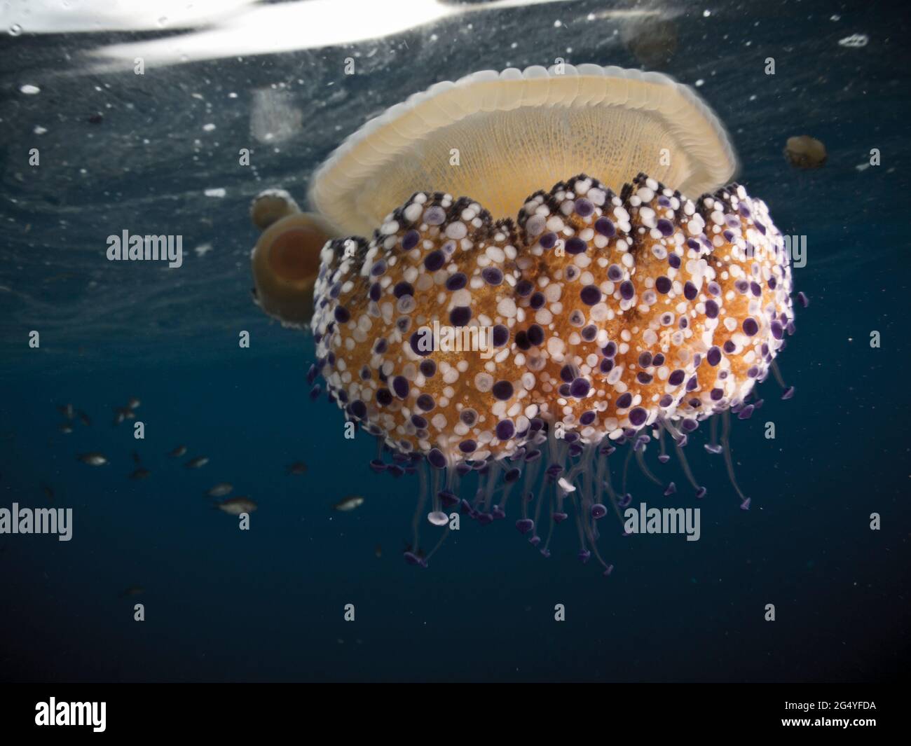 mediterranean-fried-egg-jellyfish-cotylorhiza-tuberculata-stock-photo