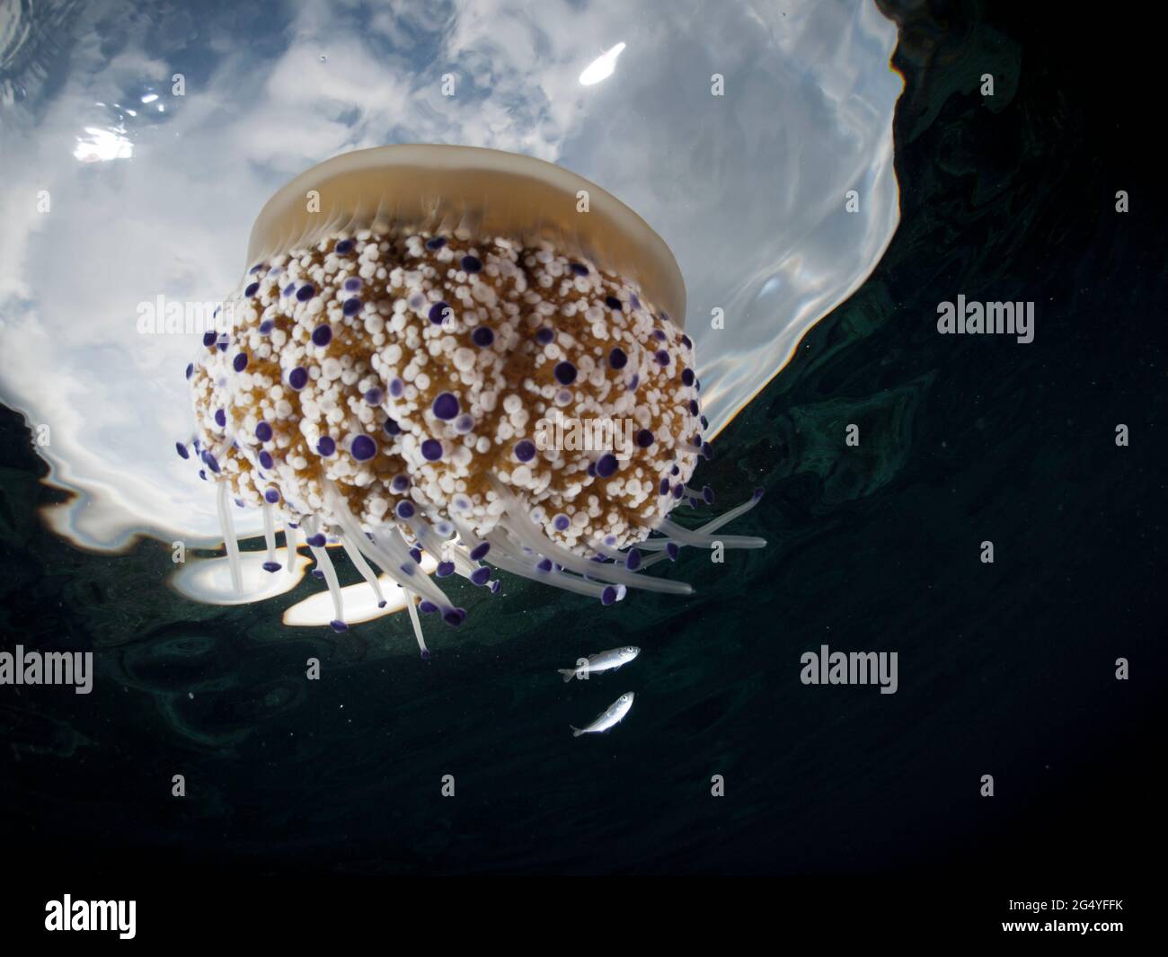 Mediterranean Fried Egg Jellyfish Cotylorhiza tuberculata Stock Photo Alamy