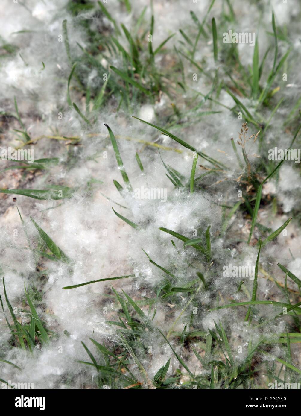 pollen that looks like cotton balls dropped from Poplar trees in spring