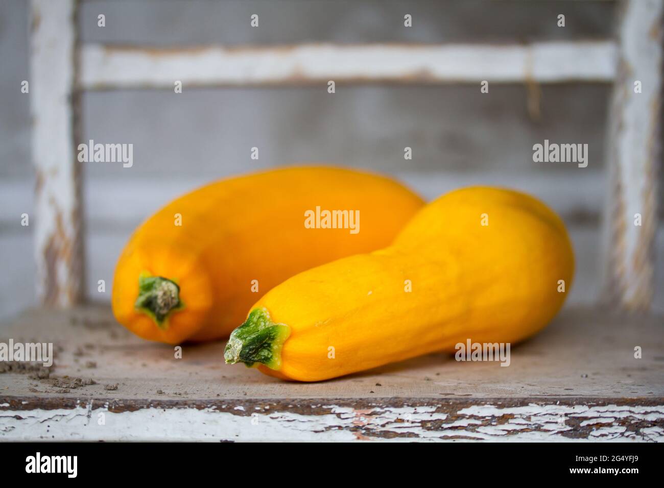 Closeup of two ripe cucurbits Stock Photo