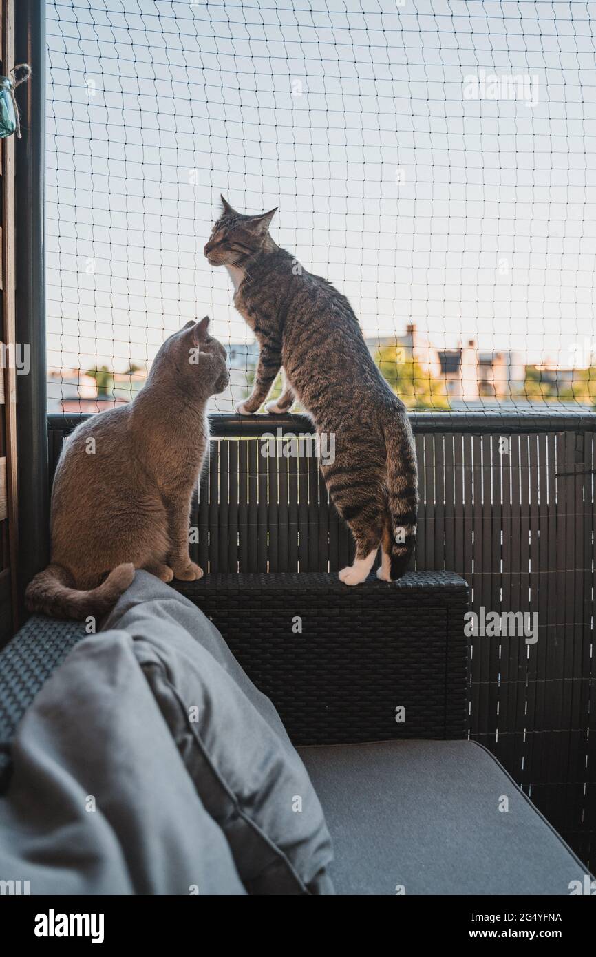 Two cats on the balcony infront of a cat net Stock Photo