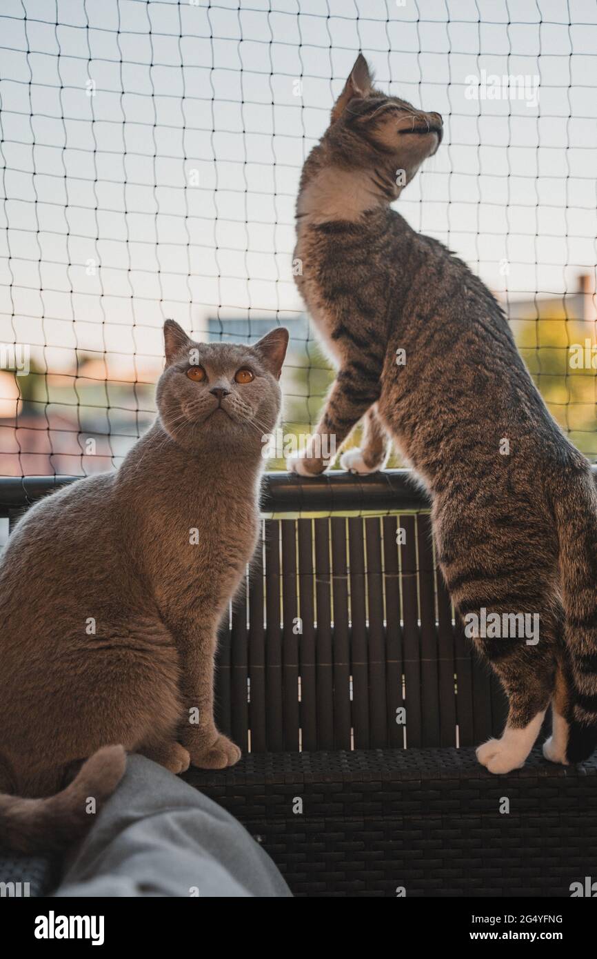 Two cats on the balcony infront of a cat net Stock Photo