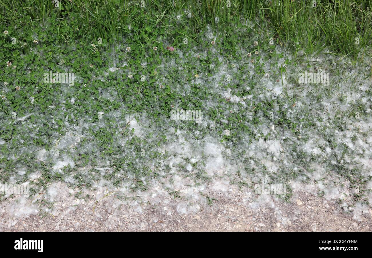 white pollen that looks like cotton balls dropped from Poplar trees in spring that can cause severe allergies to susceptible individuals Stock Photo