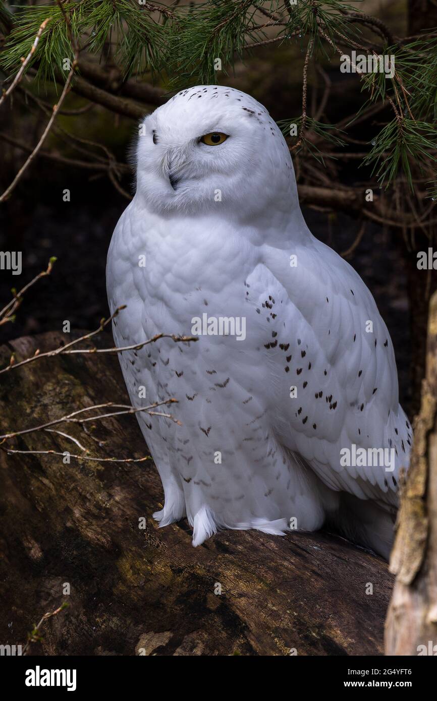 The Snowy Owl, Bubo scandiacus is a large, white owl of the typical owl ...