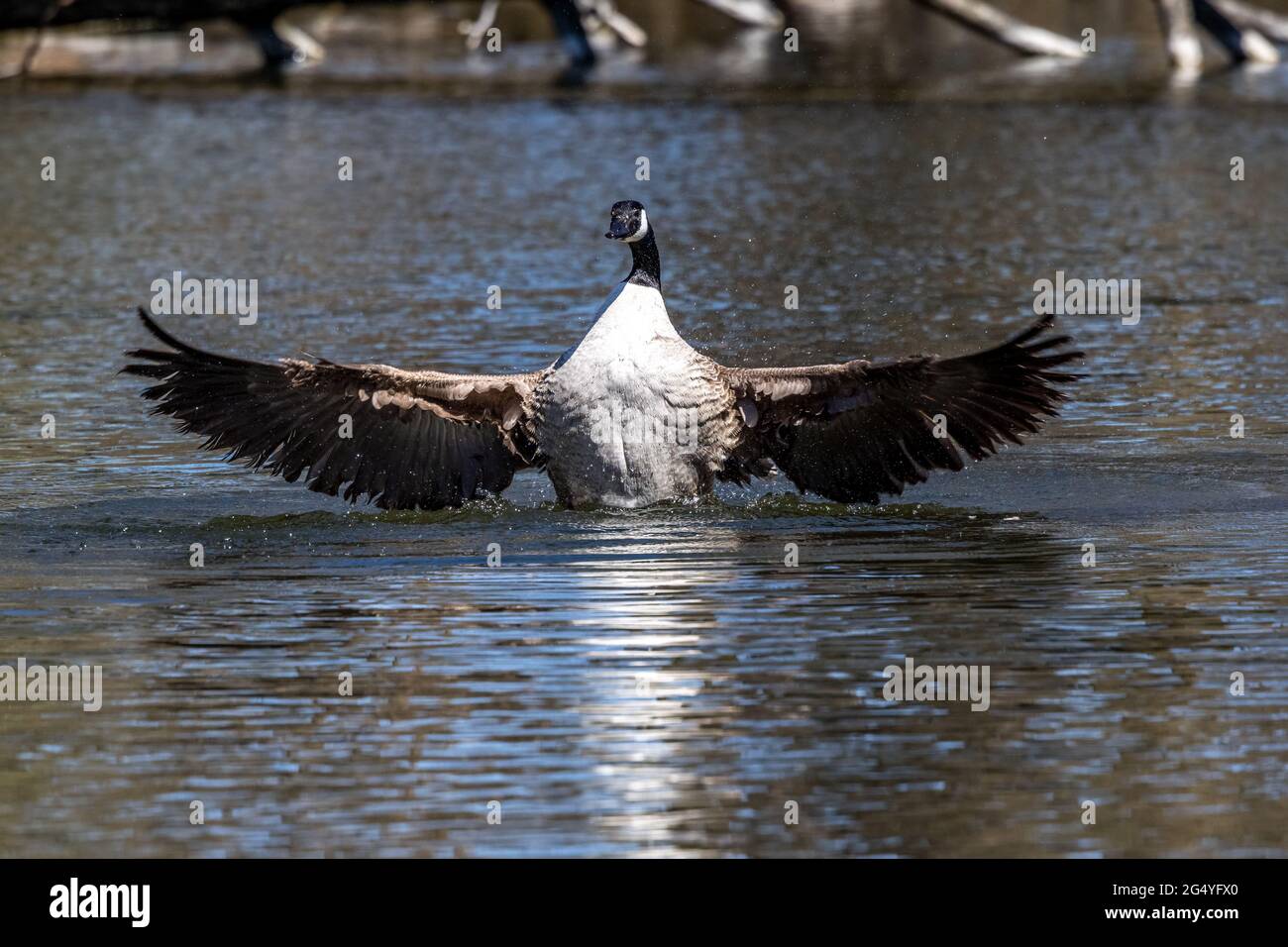 The Canada Goose, Branta canadensis at a Lake near Munich in Germany. It is  a goose