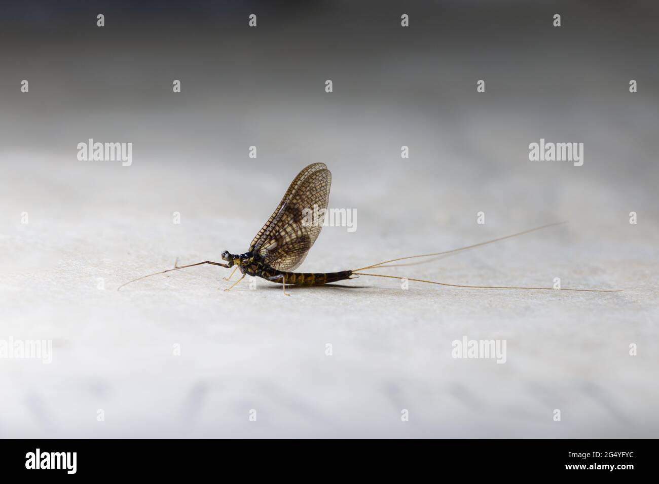 Macro of EPHEMERELLIDAE insect on white background Stock Photo