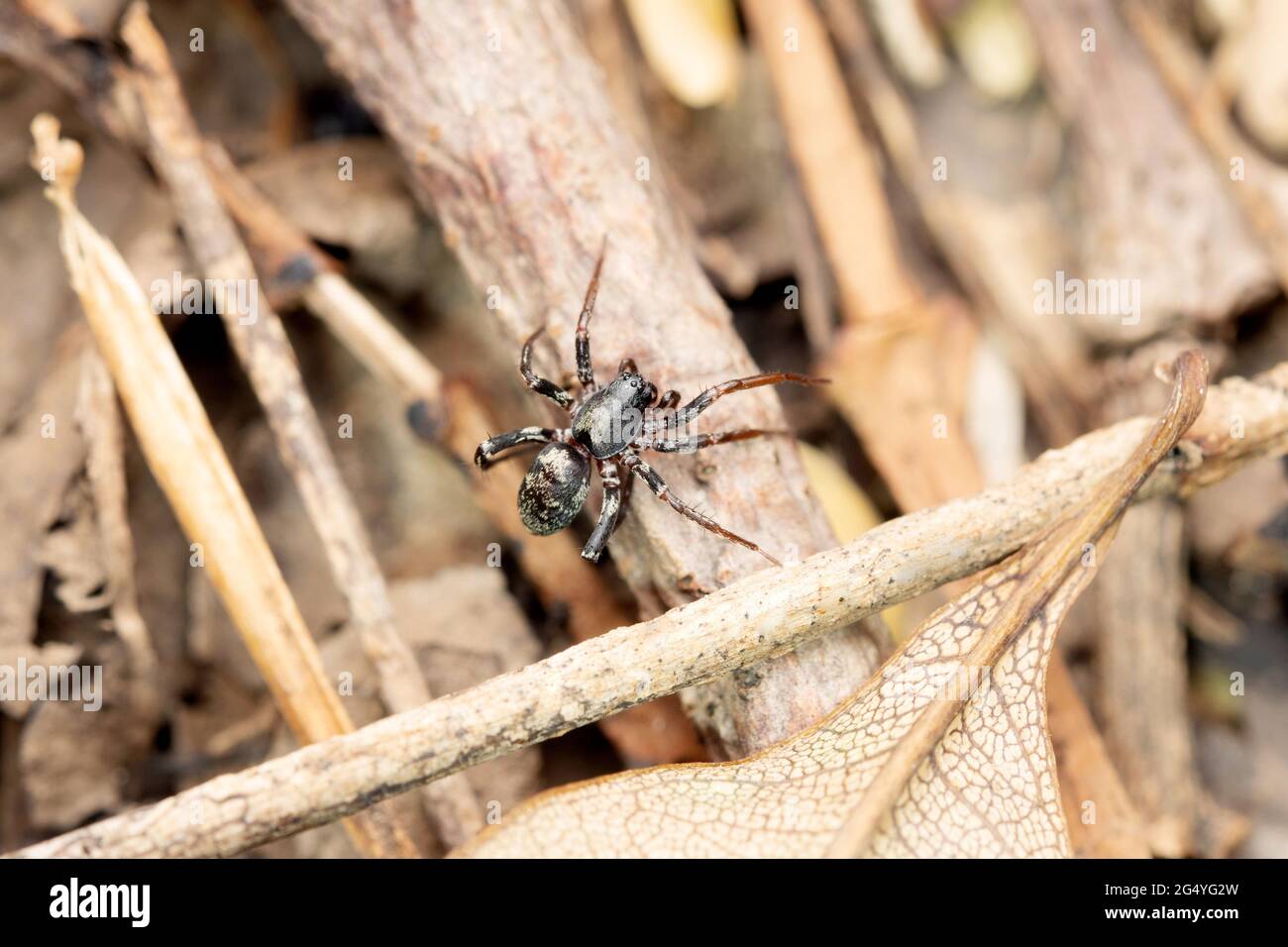 Ant like ground spider, Cambalida dippenaarae, Satara, Maharashtra, India Stock Photo
