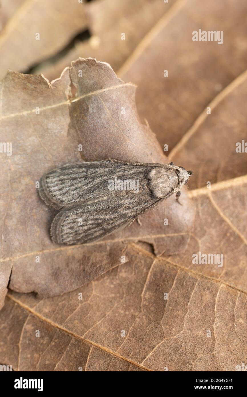 Dorsal of Forest floor moth, Aphomia sociella, Satara, Maharashtra, India Stock Photo