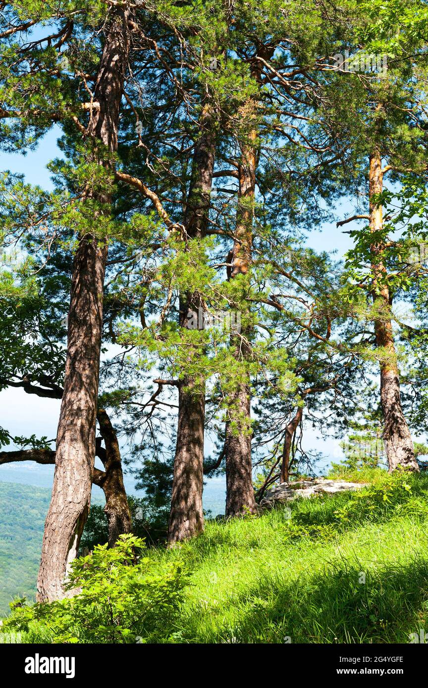 Pine trees on top mountain hi-res stock photography and images - Alamy