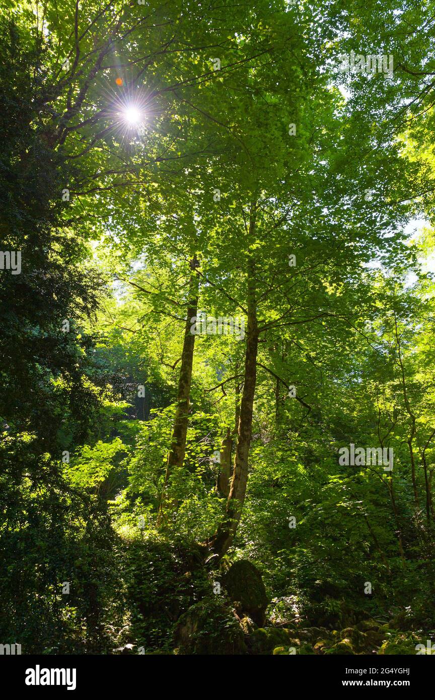 Sun rays way through green hi-res stock photography and images - Alamy